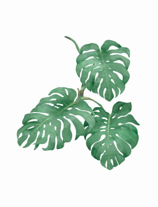 Monstera Leaves